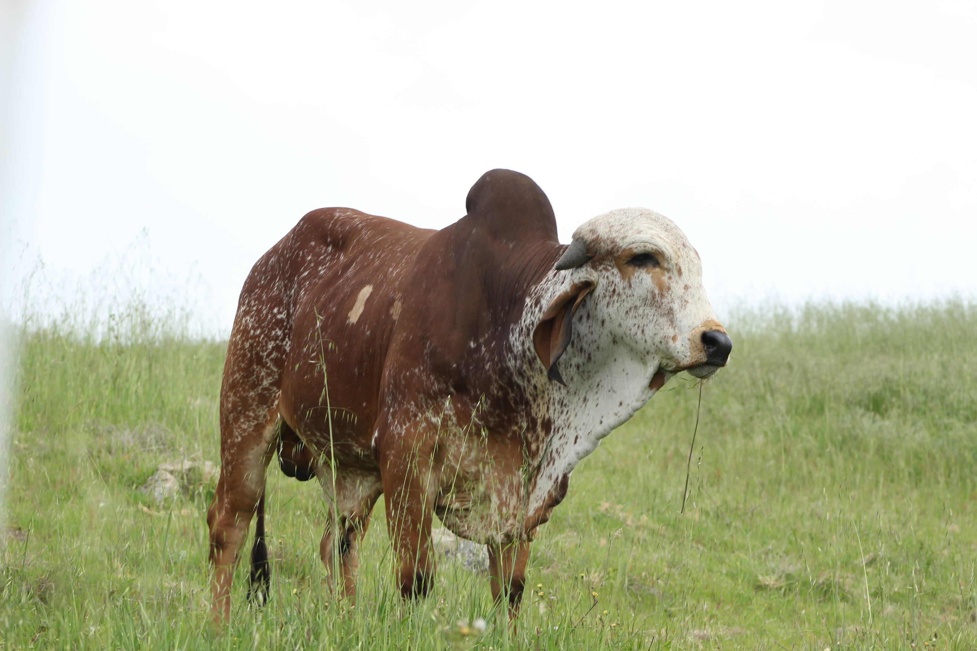 Feed Cows for a Day