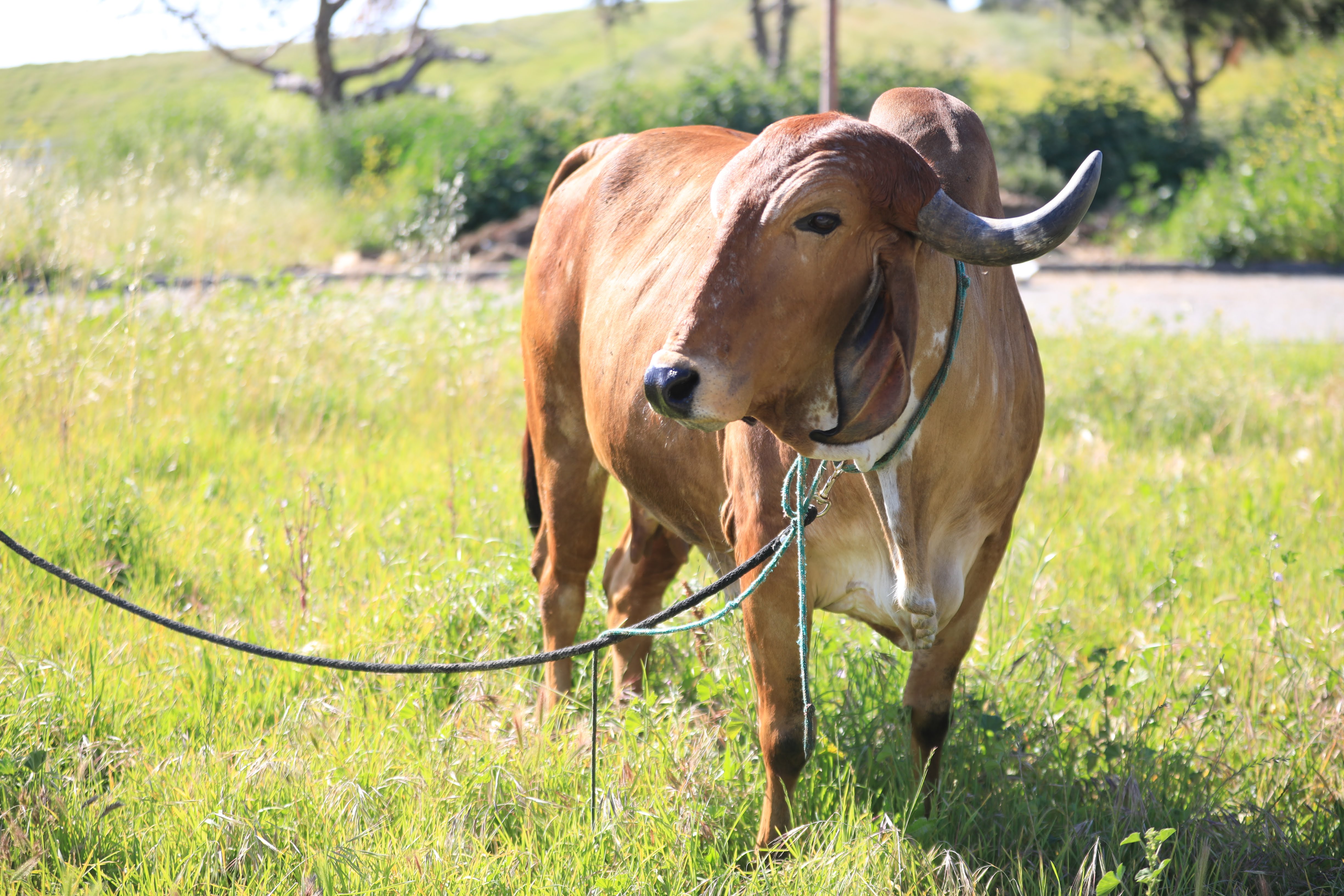Adopt a Cow