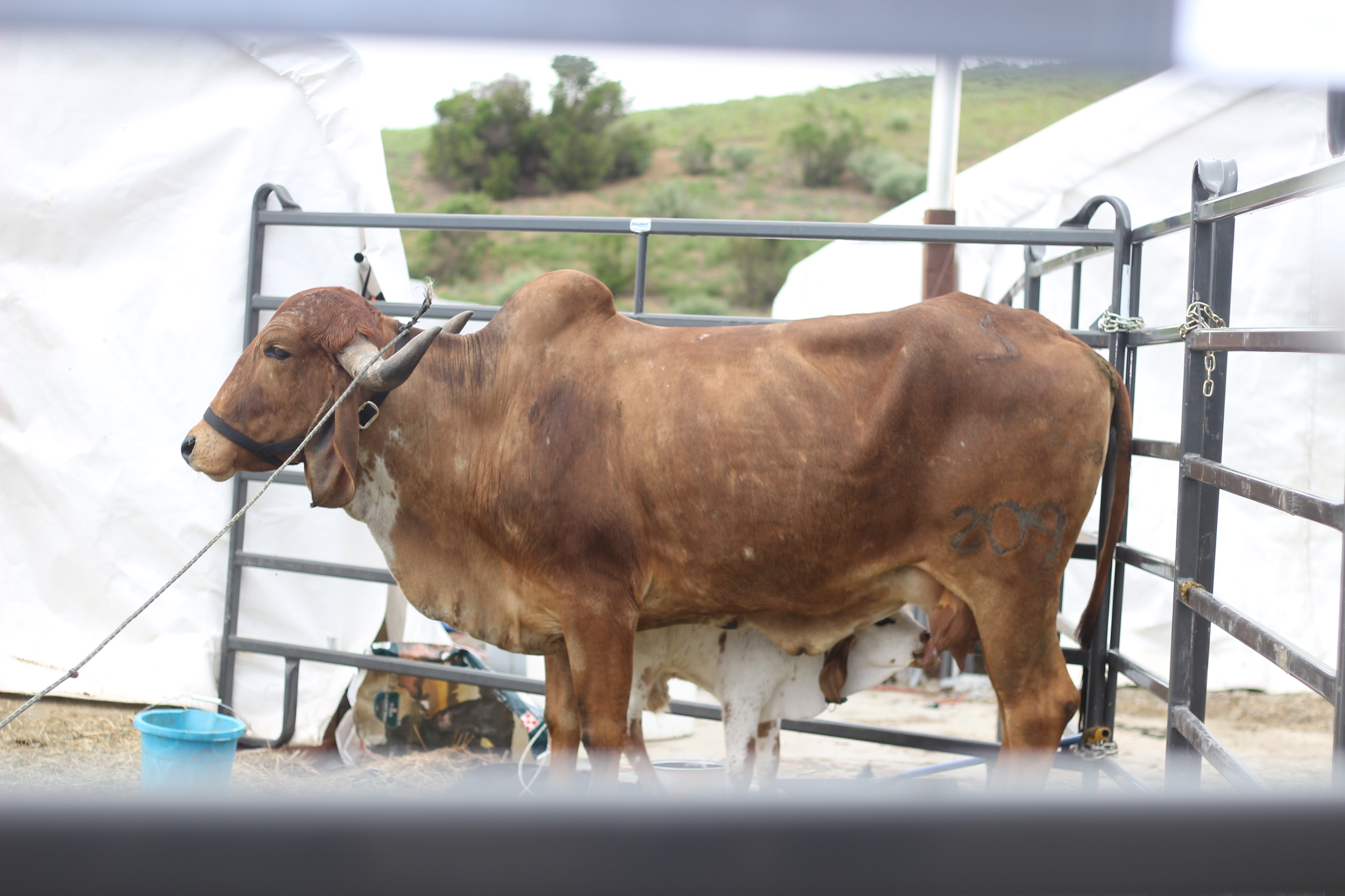 Feed Cows for a Day