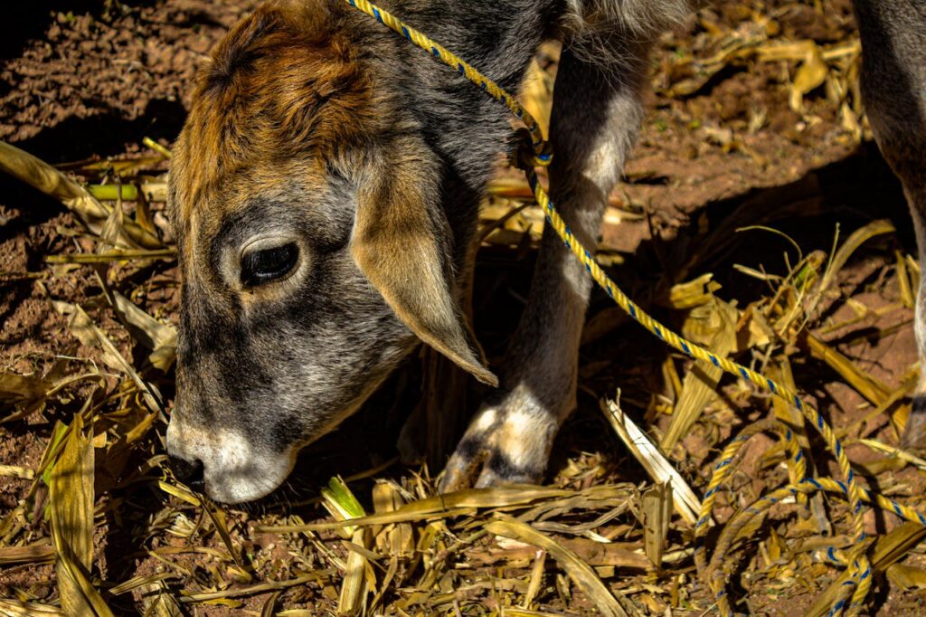A close-up of a young calf eating corn stalks outdoors on a rural farm.