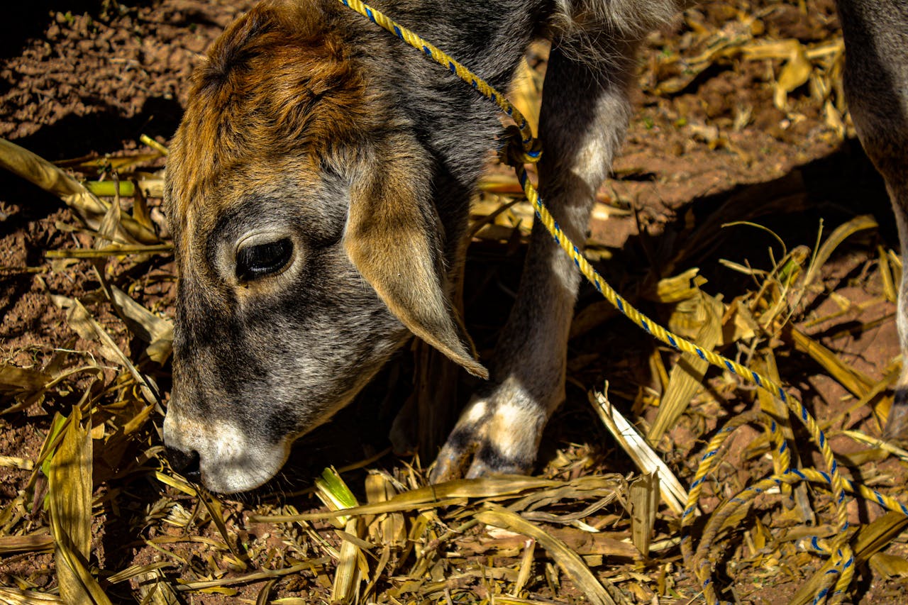 A close-up of a young calf eating corn stalks outdoors on a rural farm.