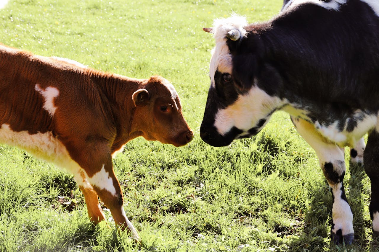 A calf and cow face each other on a sunny farm meadow, showcasing rural life.