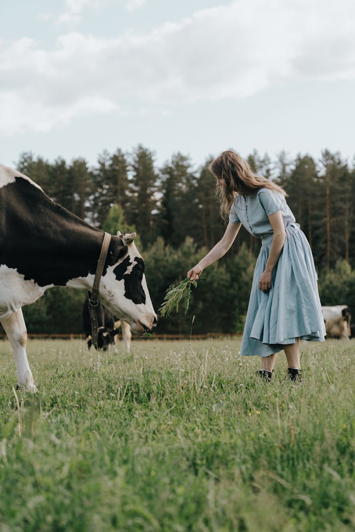 A woman in a blue dress feeds cows in a peaceful summer pasture, surrounded by nature and trees.